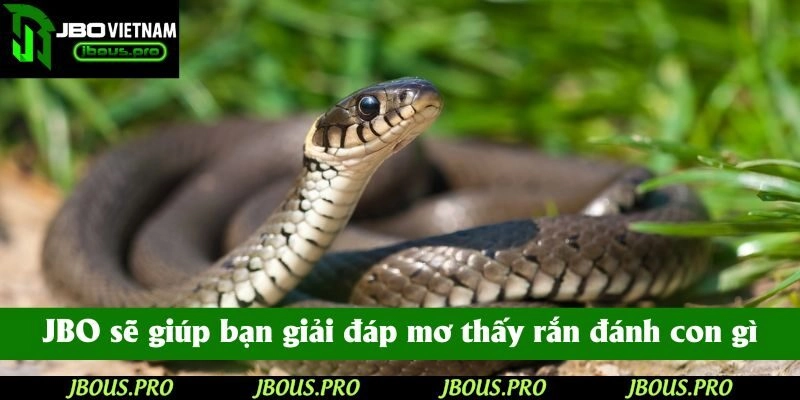 Trang web JBO sẽ giúp bạn giải đáp mơ thấy rắn đánh con gì
