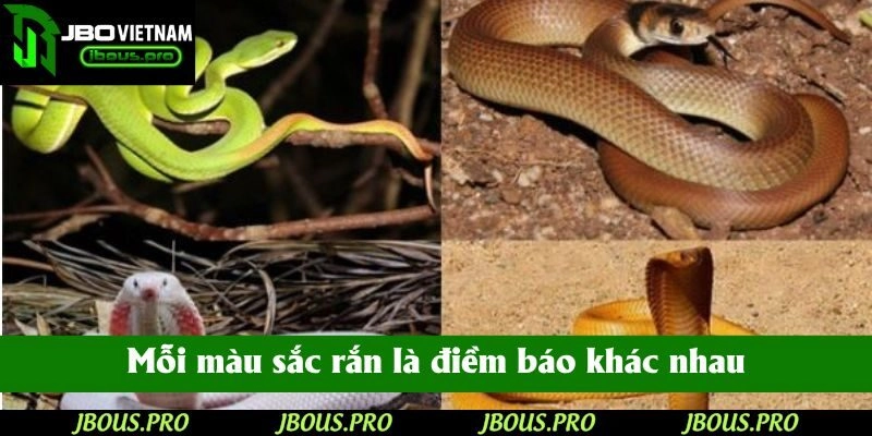 Mỗi màu sắc rắn là điềm báo khác nhau