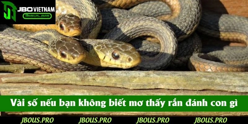 Điểm qua vài số nếu bạn không biết mơ thấy rắn đánh con gì